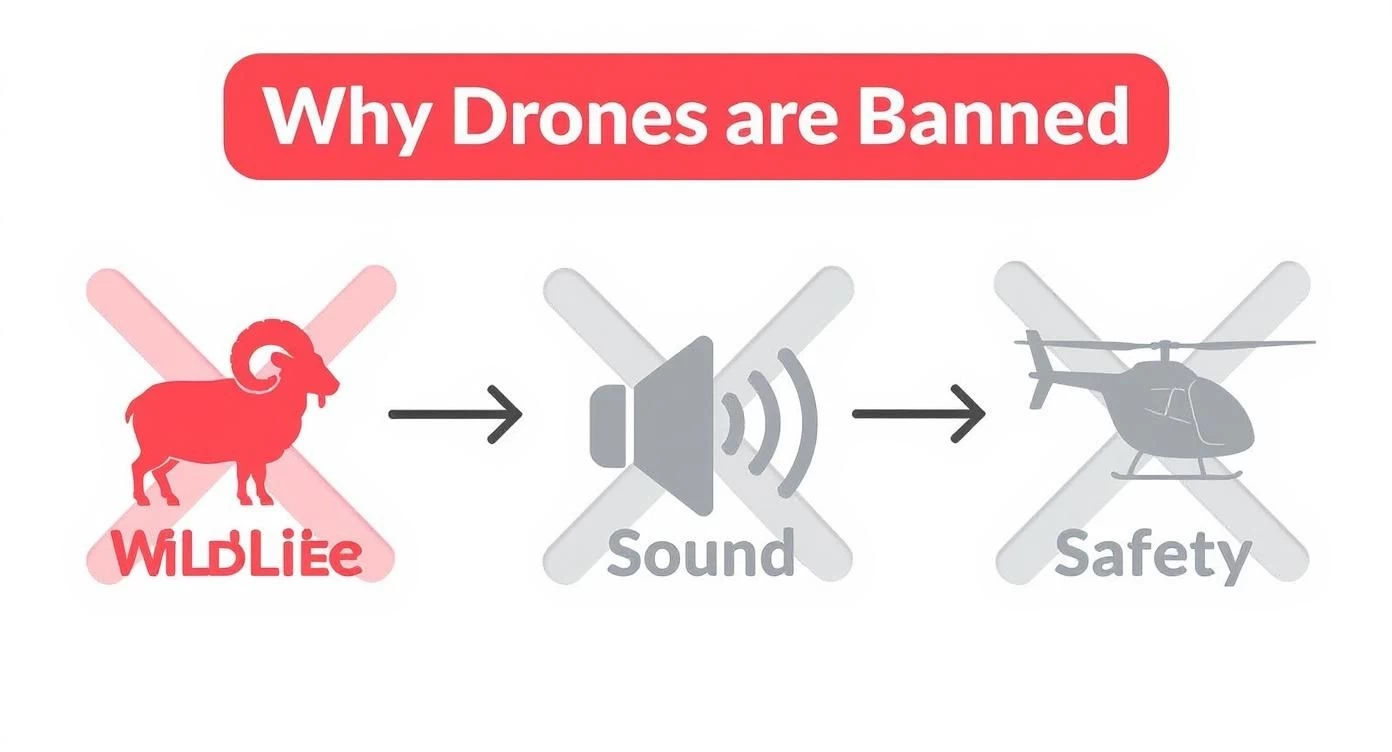Infographic showing three reasons why drones are banned: to protect wildlife, reduce sound pollution, and ensure safety.